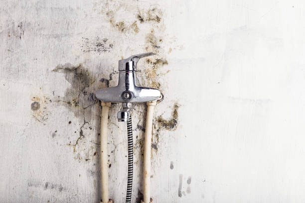 Best Health and Safety Mold Remediation in Starkville, MS
