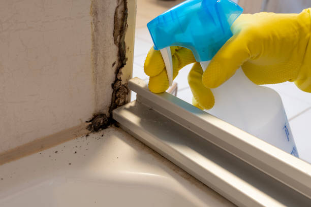 Best Black Mold Remediation in Starkville, MS